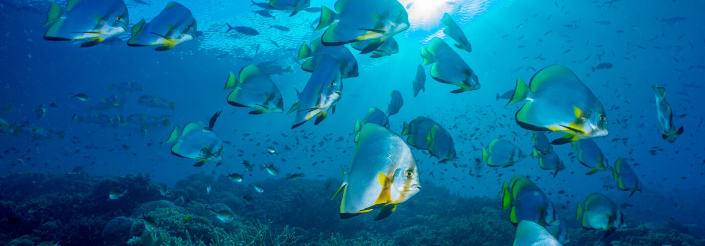 School of Batfish in Kri Island - Raja Ampat