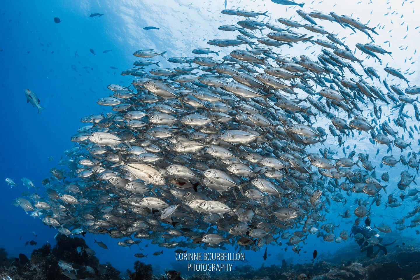 Schooling fish at Blue Magic