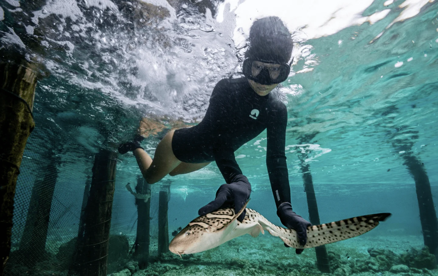 A snorkeler released a Zebra Shark into the sea