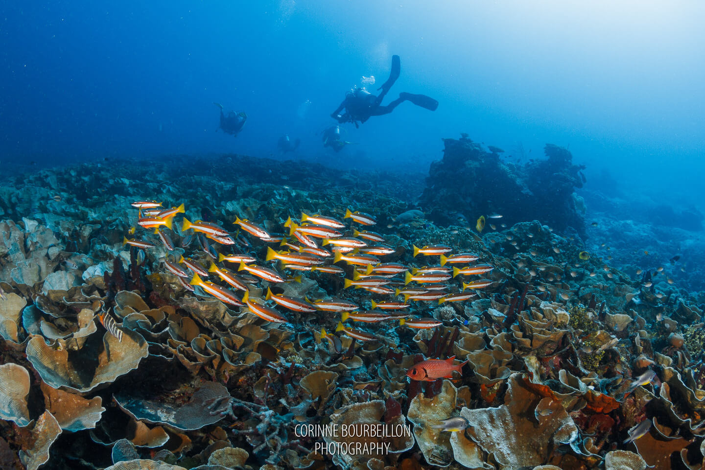 A group of Scuba Divers in Raja Ampat