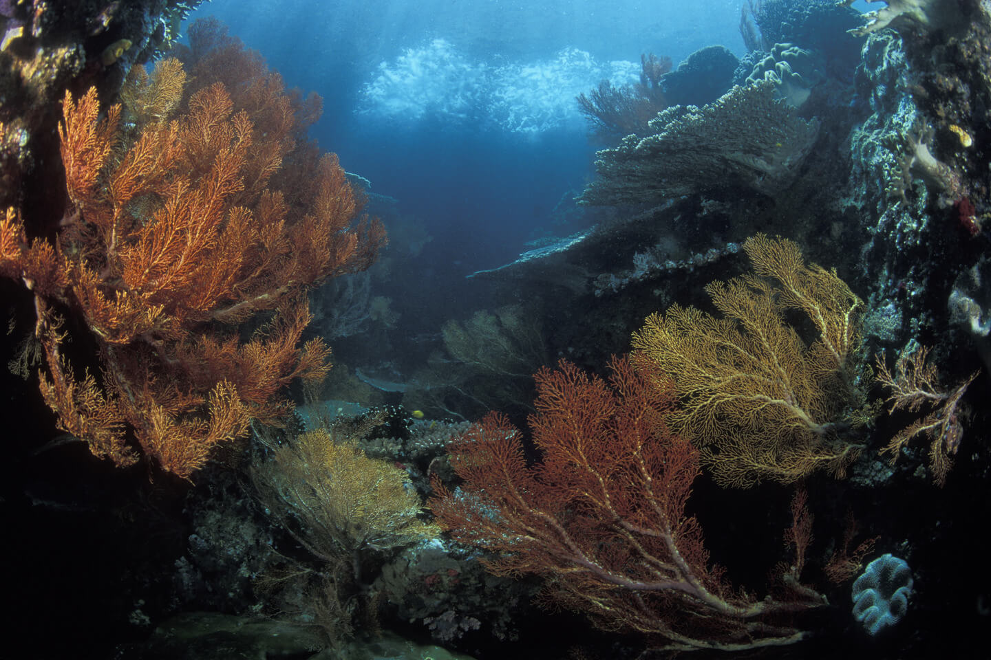 batu lima dive site in Raja Ampat