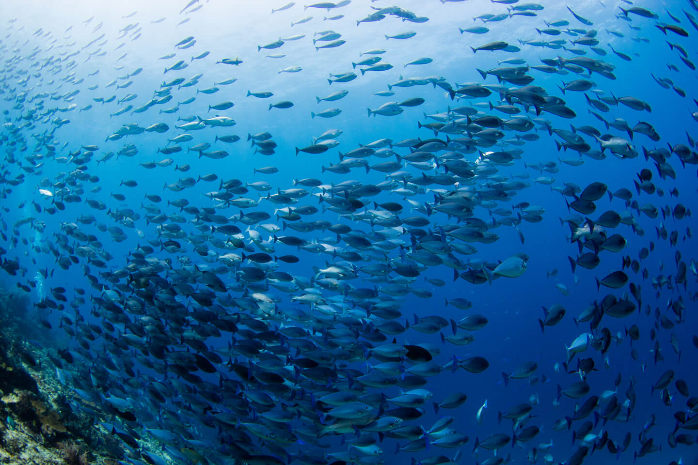 cape kri dive site at Raja Ampat