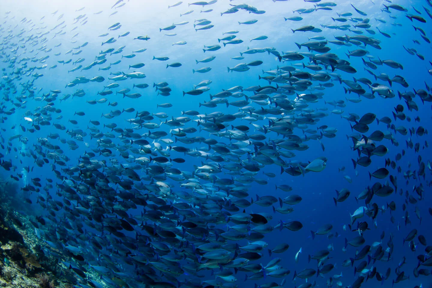 cape kri dive site at Raja Ampat