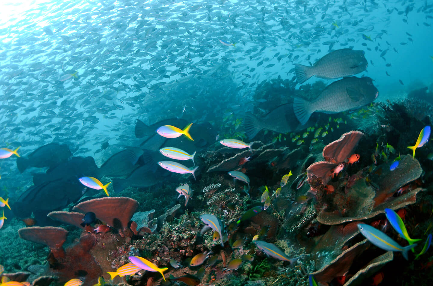 beautiful underwater at Raja Ampat dive site