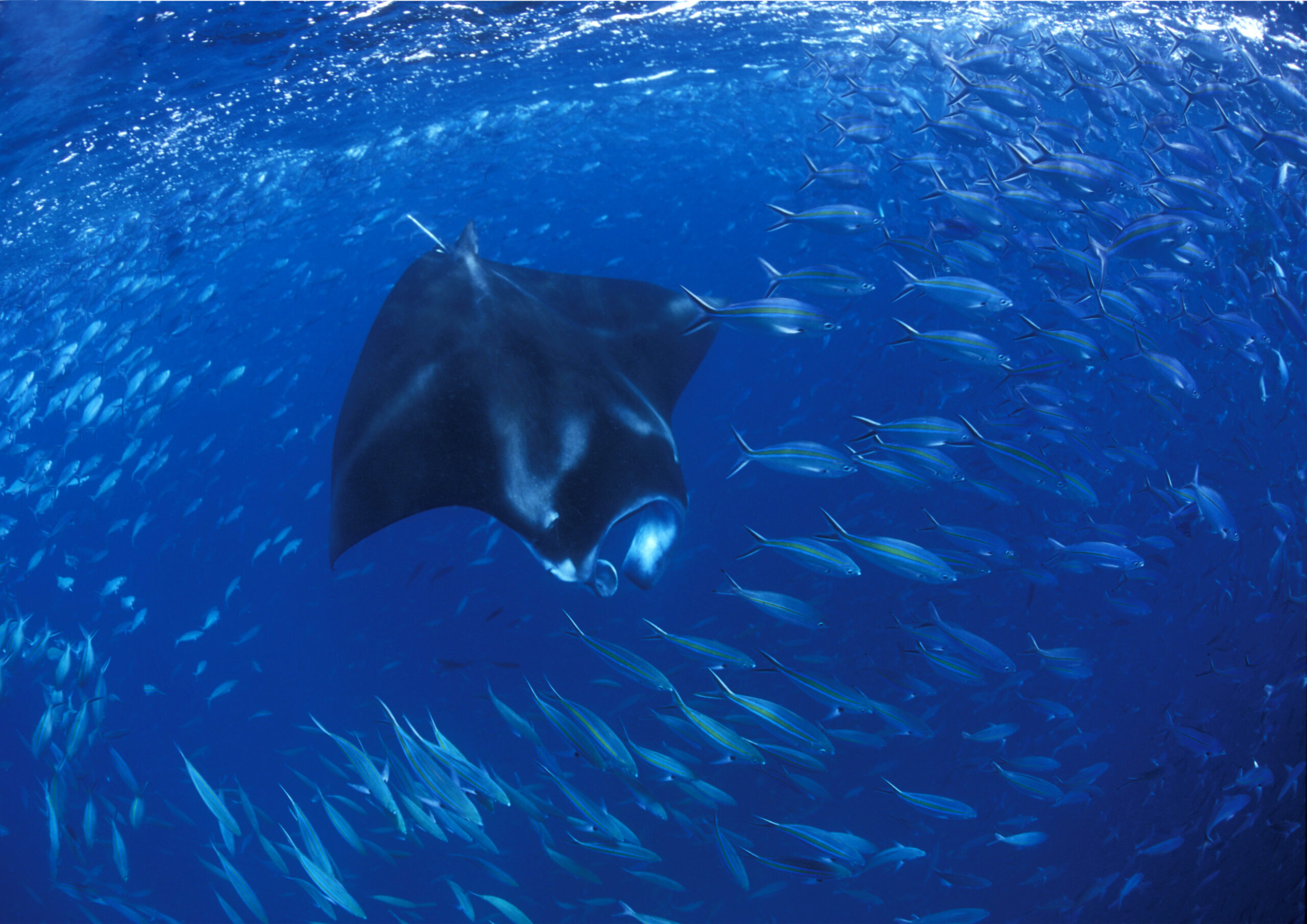 manta and school of fish snorkeling raja ampat