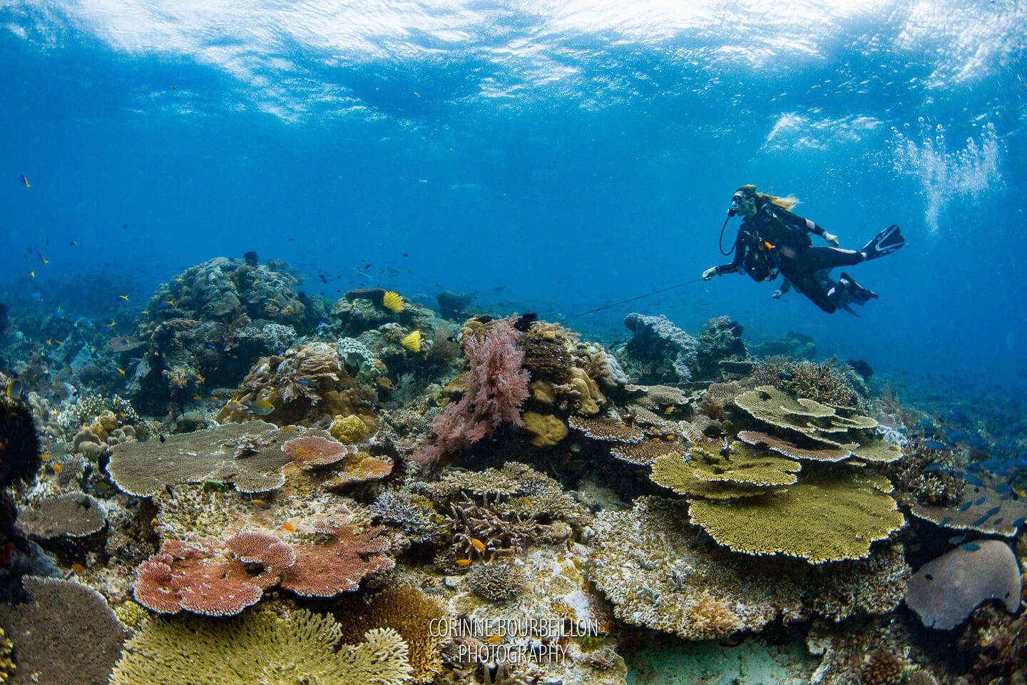 A scuba diver is diving on top a coral reefs in Raja Ampat dive site, otdima