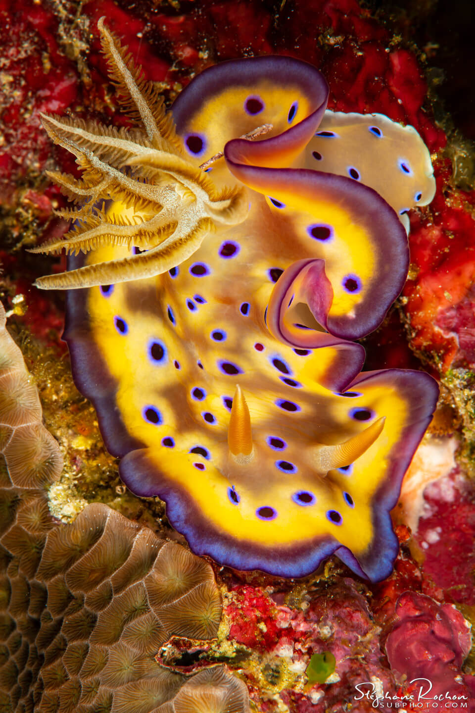 goniobranchus kuniei - nudibranch at Raja Ampat