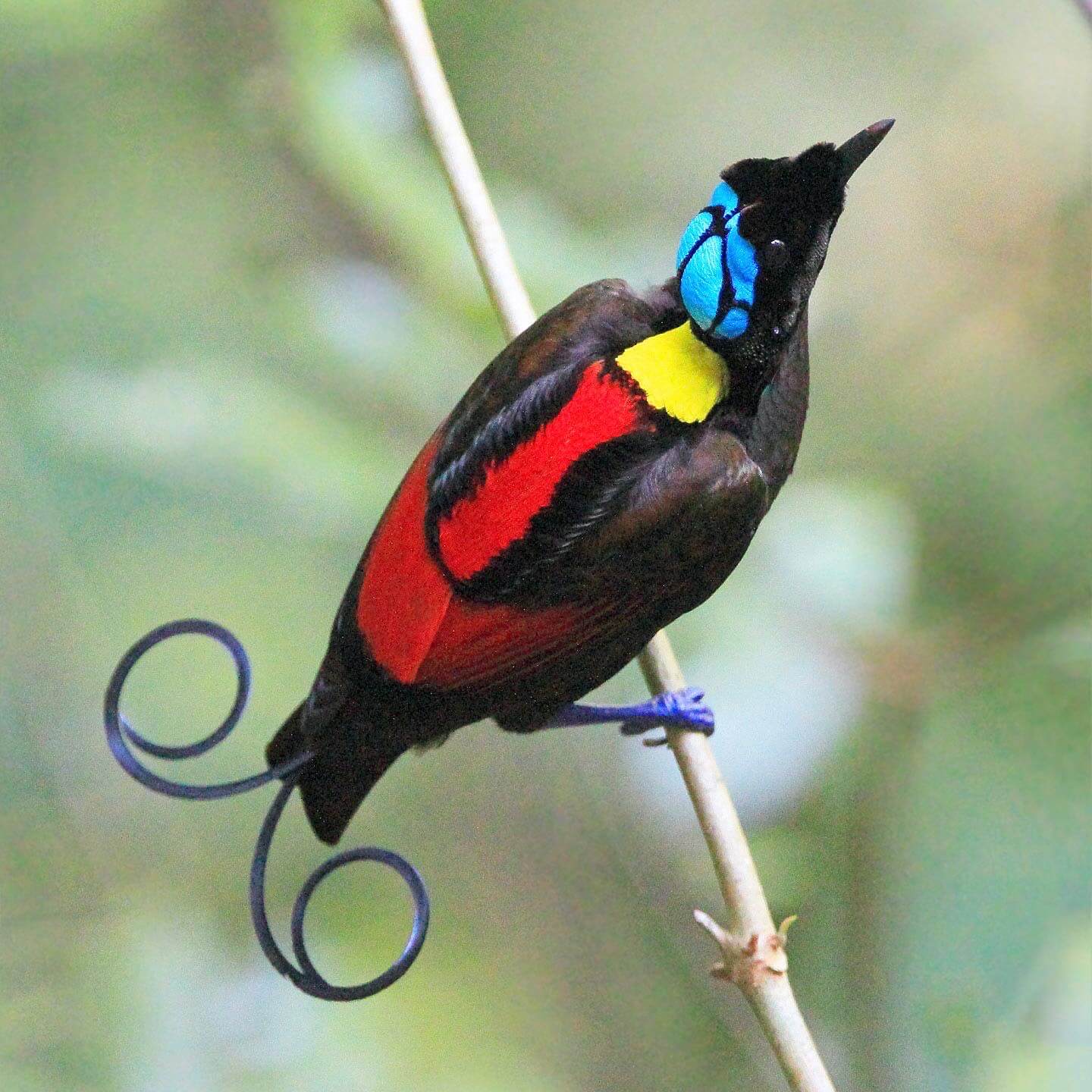 Wilsons bird of paradise