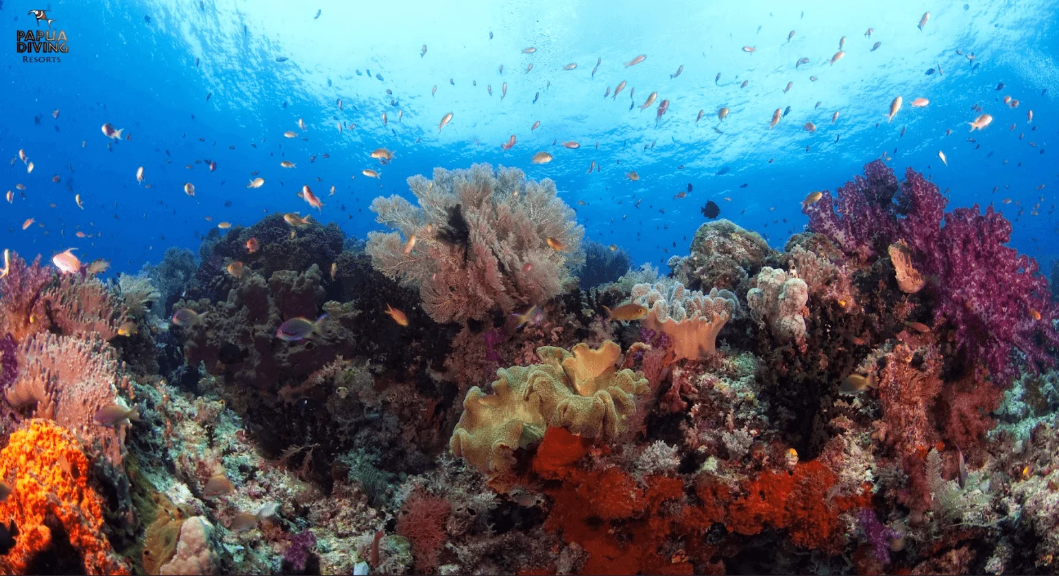 melissa garden dive site raja ampat