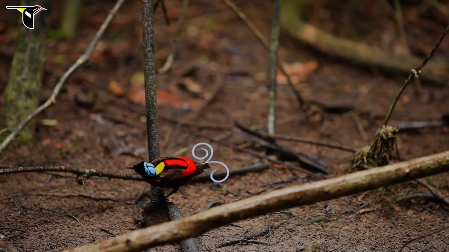 wilson bird of paradise, Raja Ampat