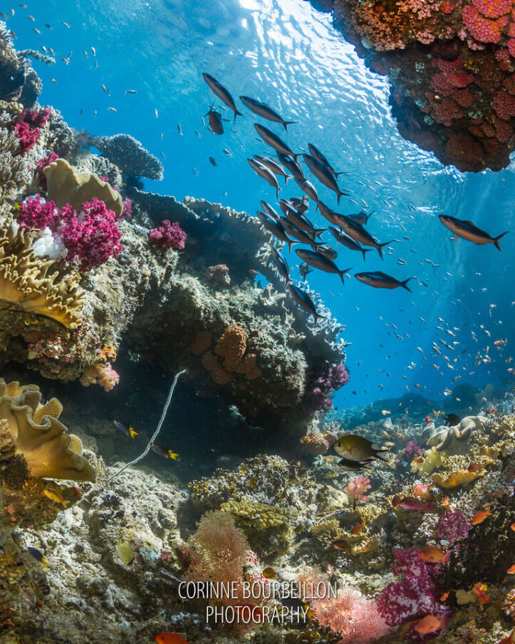 underwater beauty with vary sea creature