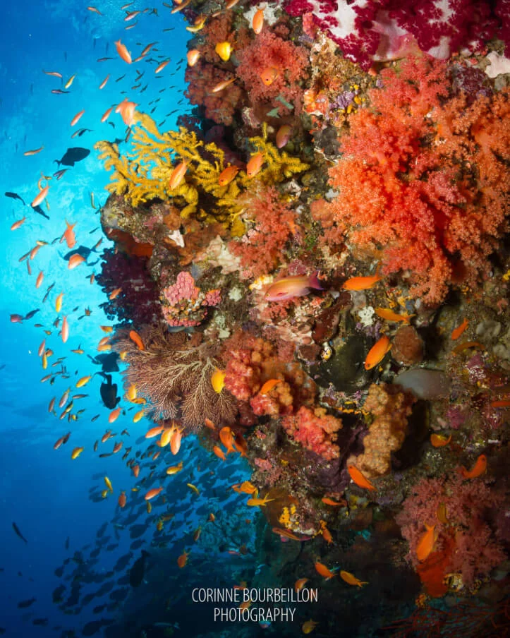 sardine reef dive site in raja ampat