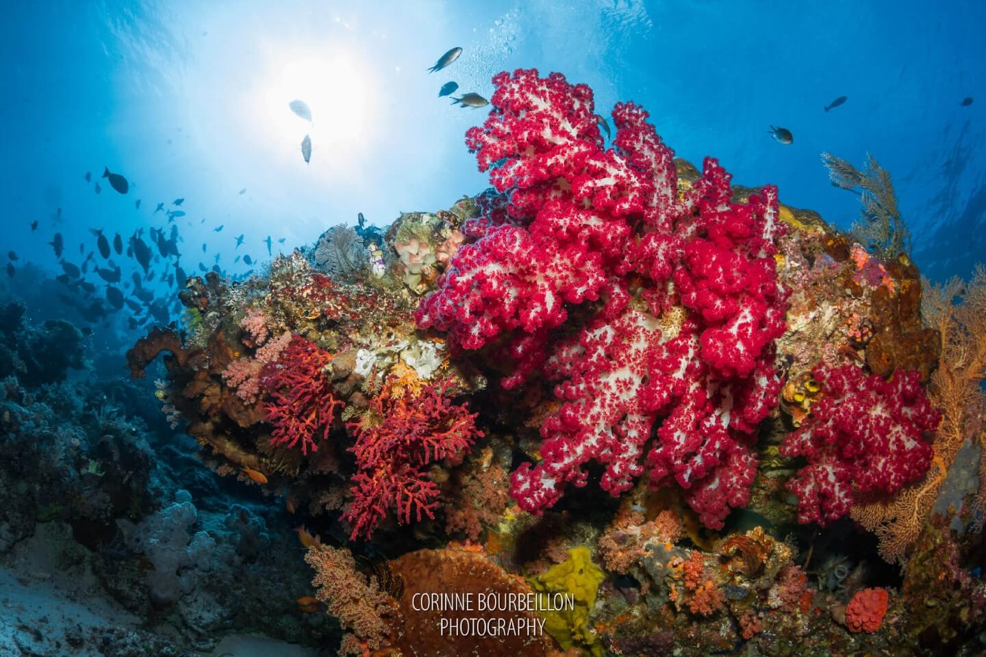 Coral Reefs in Raja Ampat