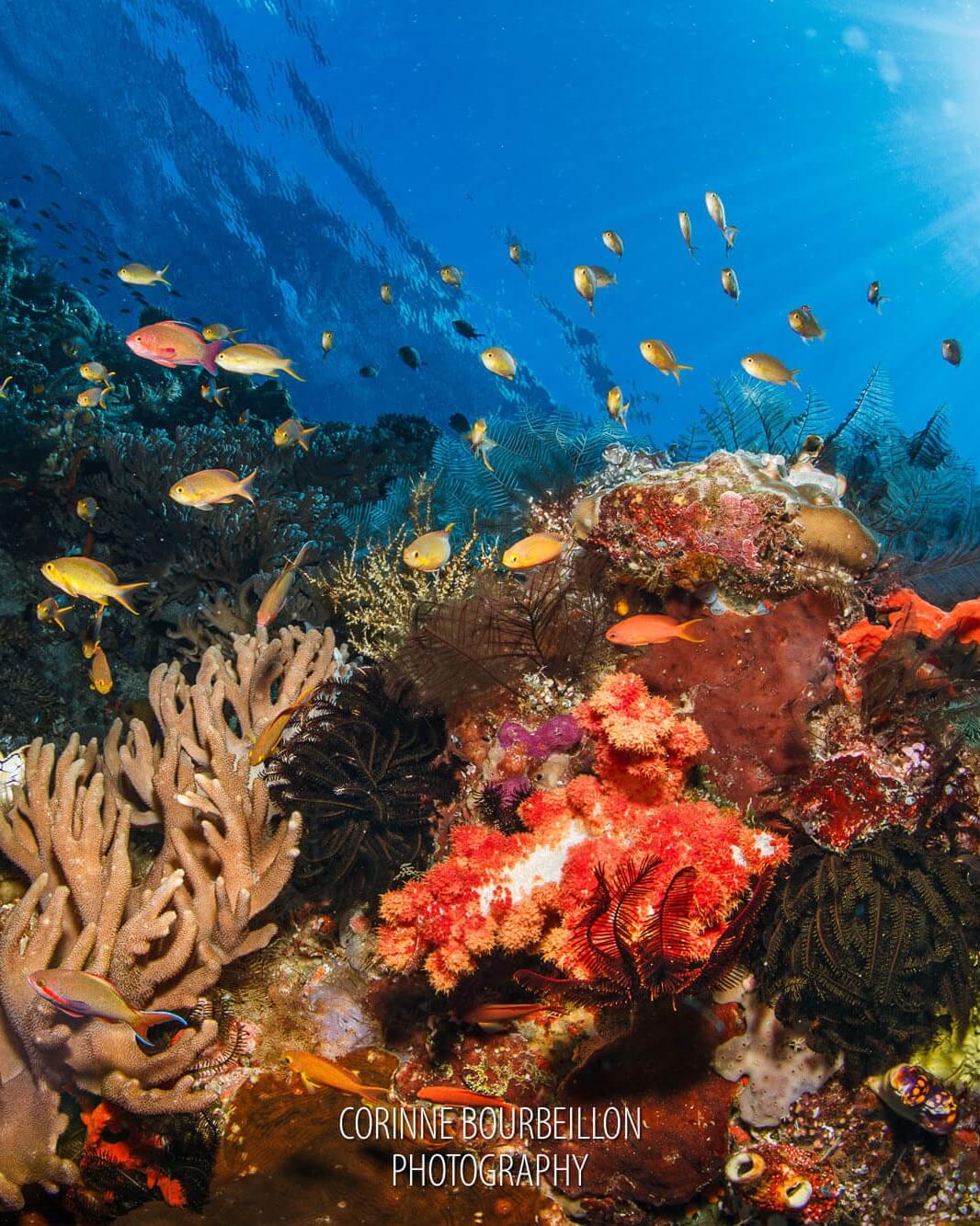 Mellisa's Garden sorido wall