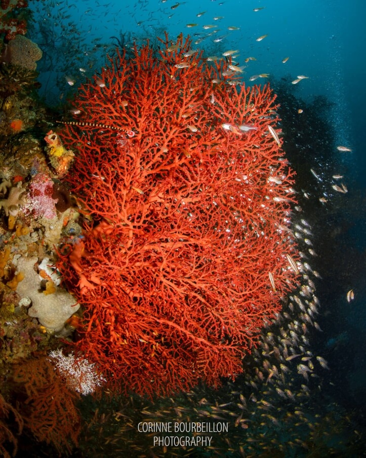friwen wall dive site raja ampat