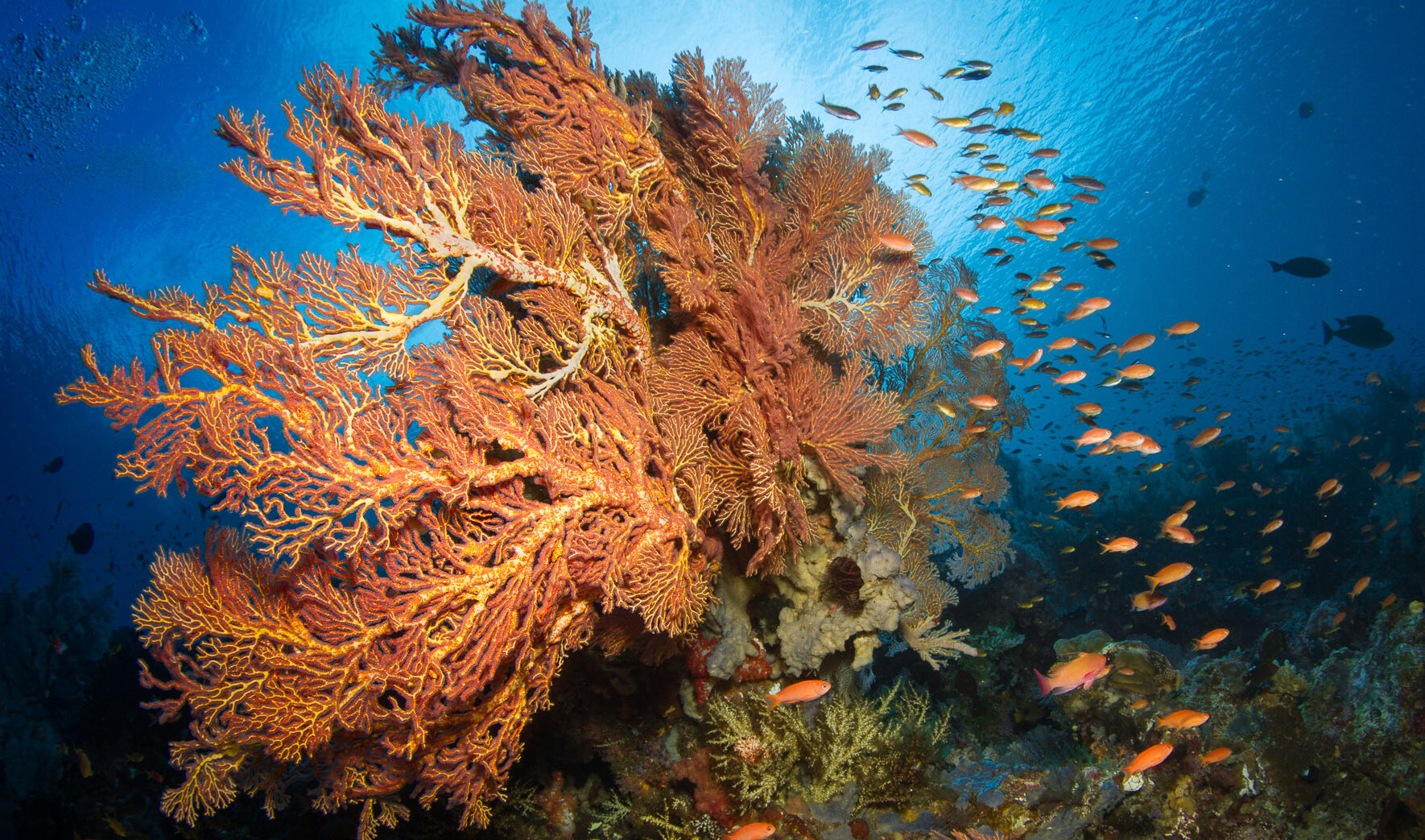 chicken reef at Raja Ampat
