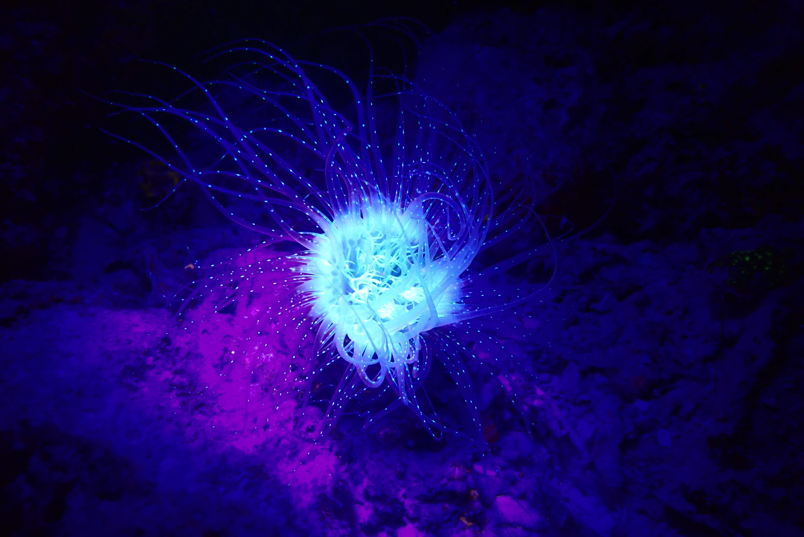 Fluo diving at Papua Diving Resorts