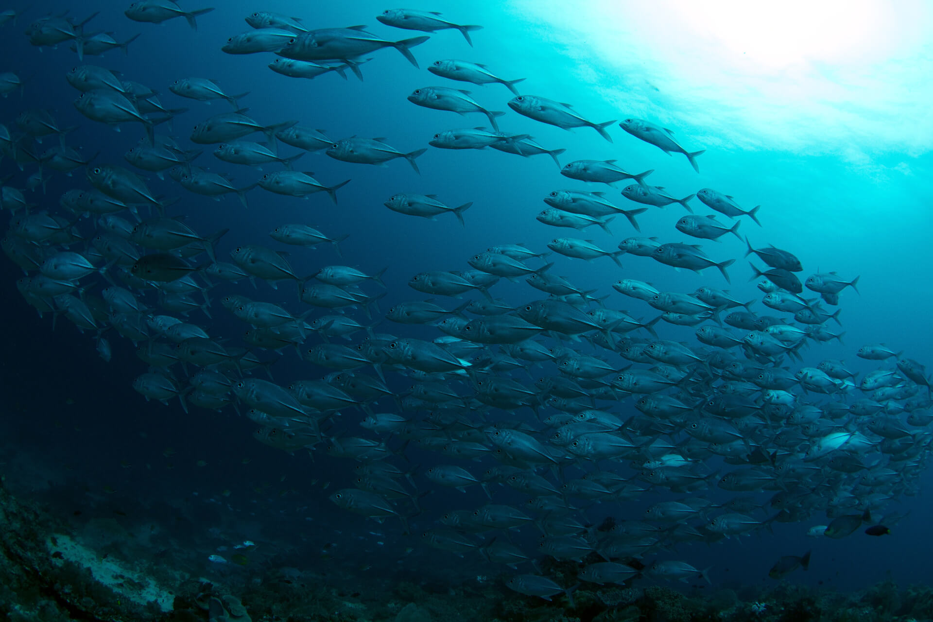 Lau Lau Reef Dive Site Raja Ampat