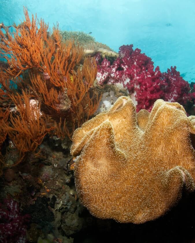 new reef at Raja Ampat dive site