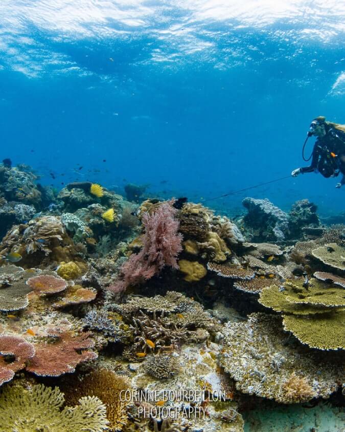 A scuba diver is diving on top a coral reefs in Raja Ampat dive site, otdima