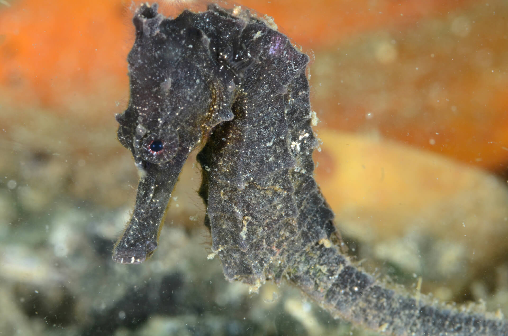 Saporkren seahorse