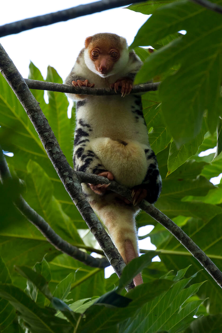 waigeo cuscus spotted by scott edwards