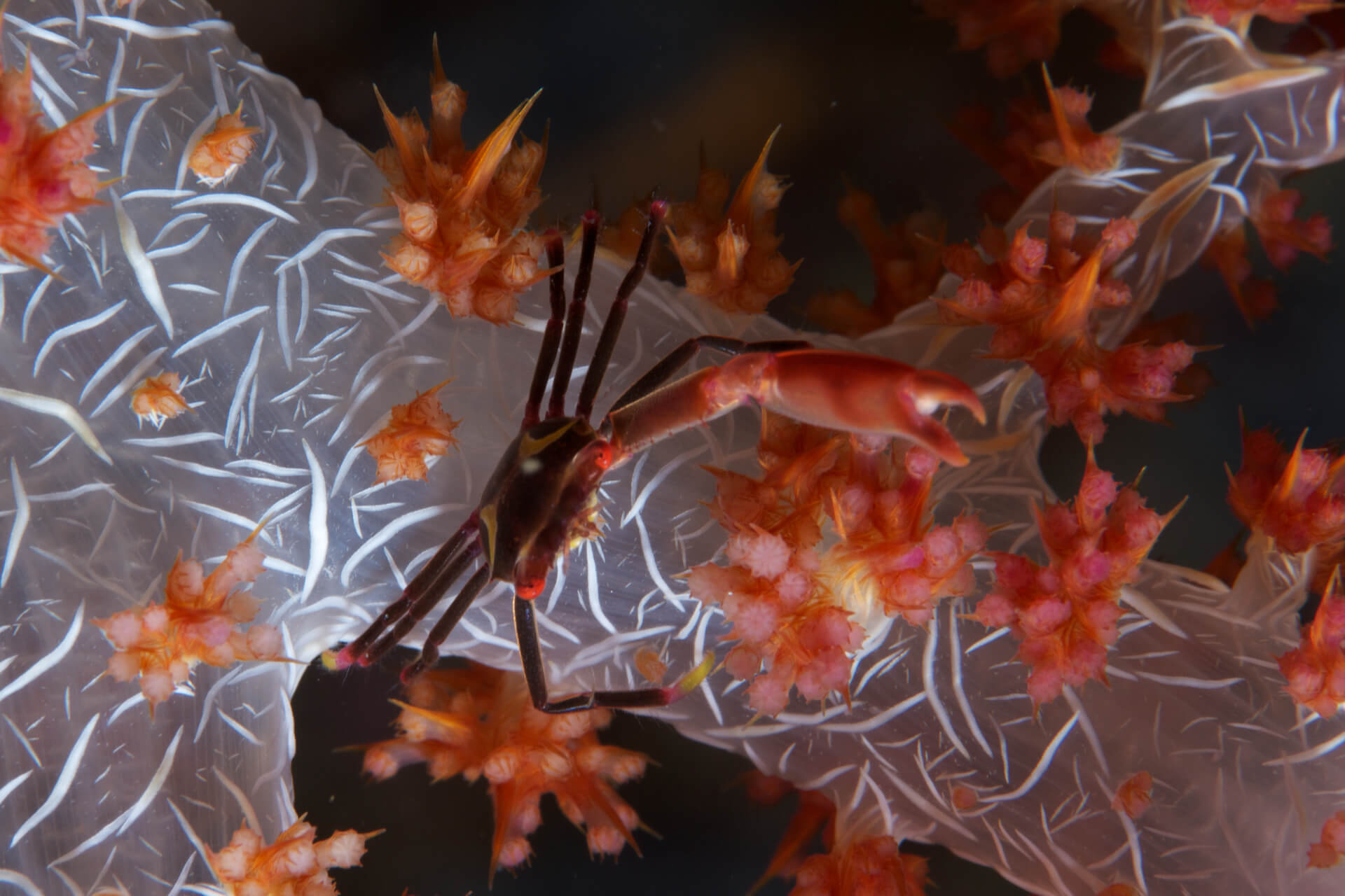 critter at south kri dive site raja ampat