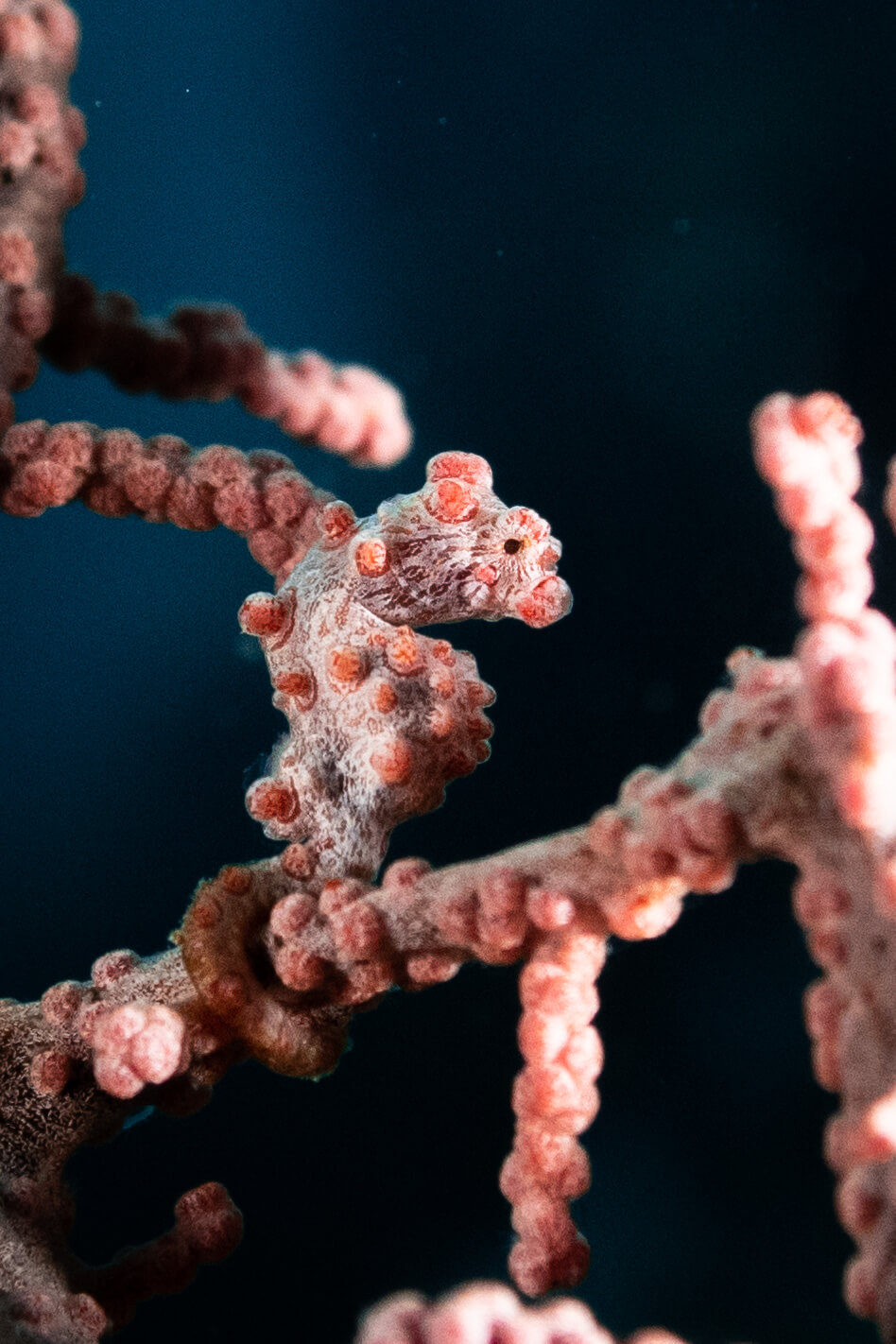 hippocampus bargibanti spotted at Wall of Grace, Raja Ampat dive site