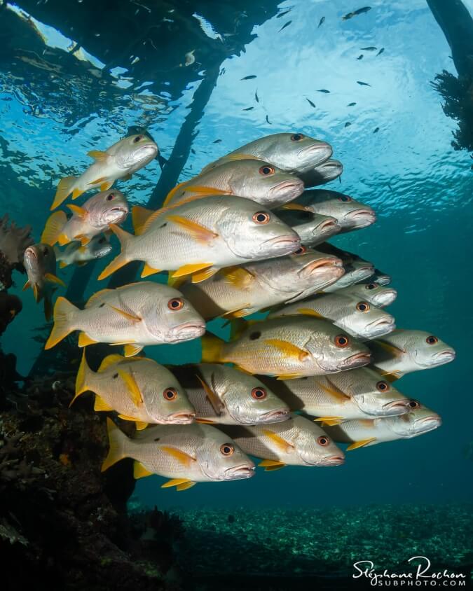 lutjanus russellii, russels snapper at Yenbuba Raja Ampat