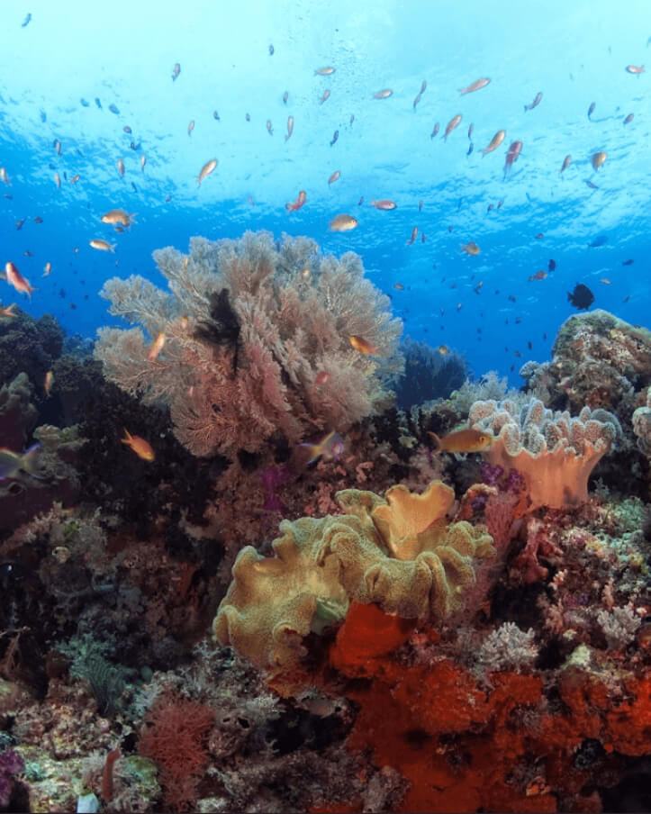 melissa garden dive site raja ampat