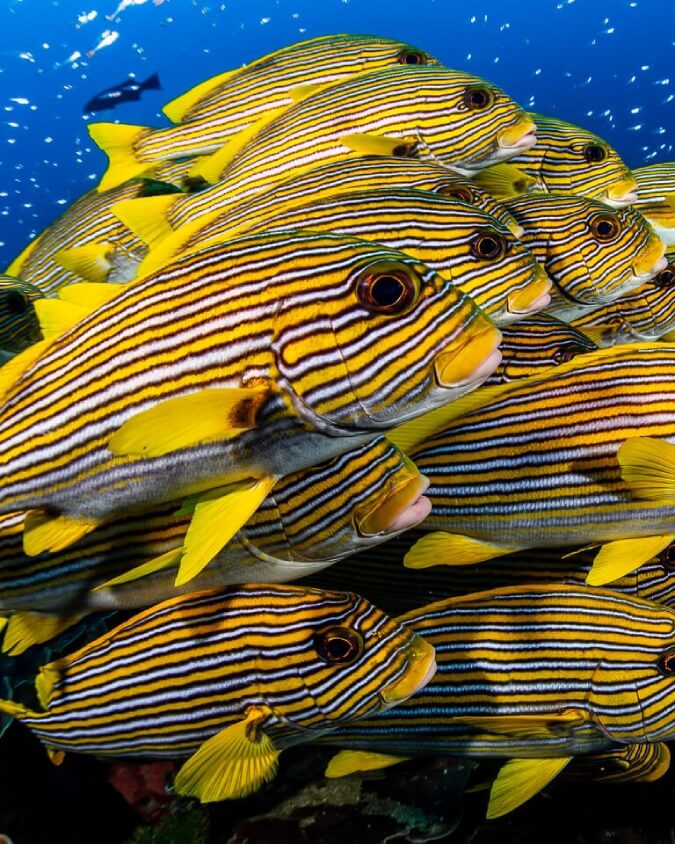 Raja ampat dive site, Ransiwor