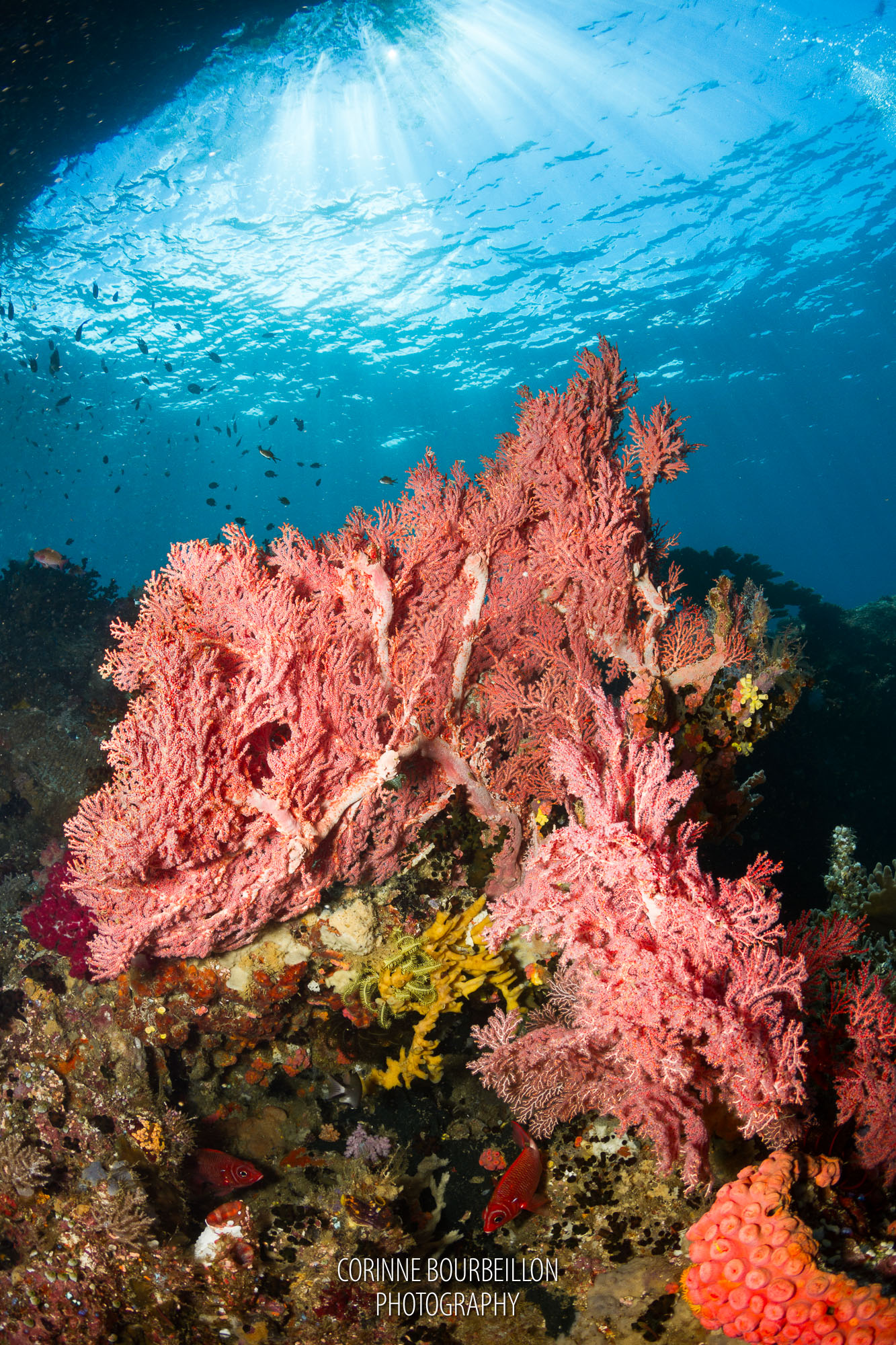beautiful soft corals in Mike's point, one of dive sites in raja ampat
