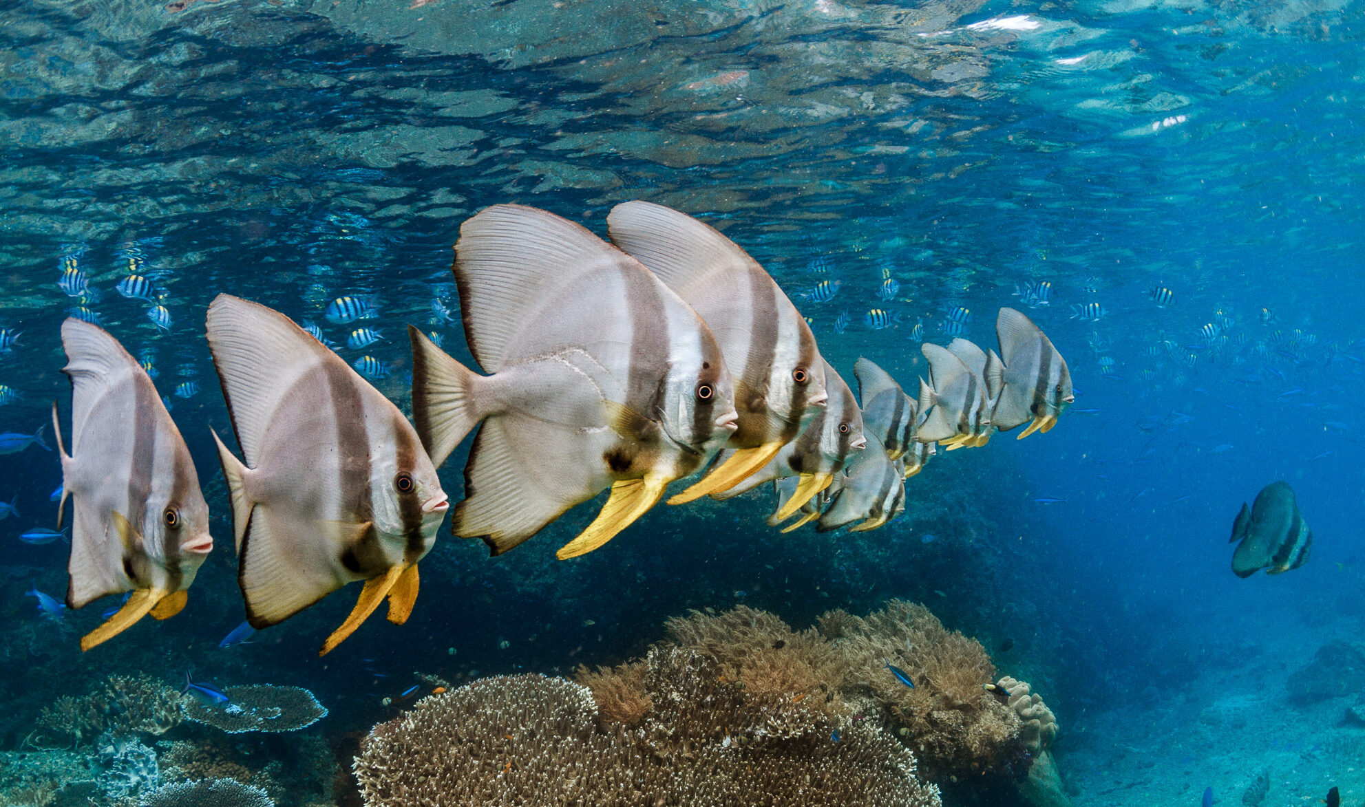 school of batfish in raja ampat snorkeling, mike's point dive site