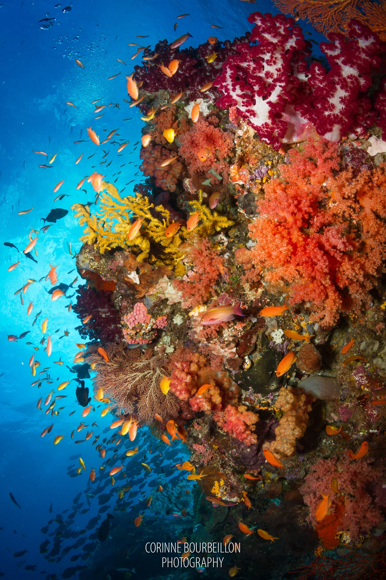 soft corals in raja ampat