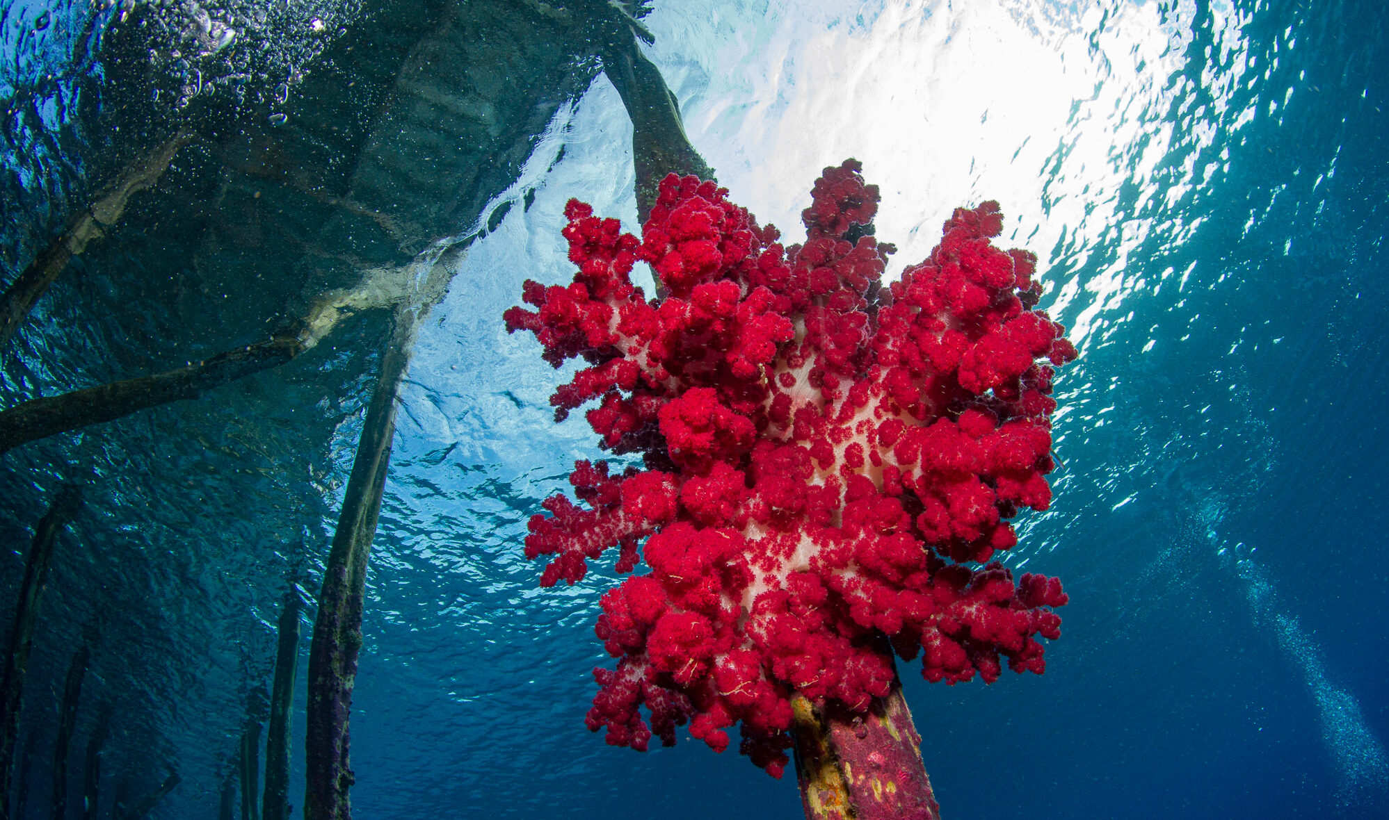 soft corals on yenbuba jetty raja ampat