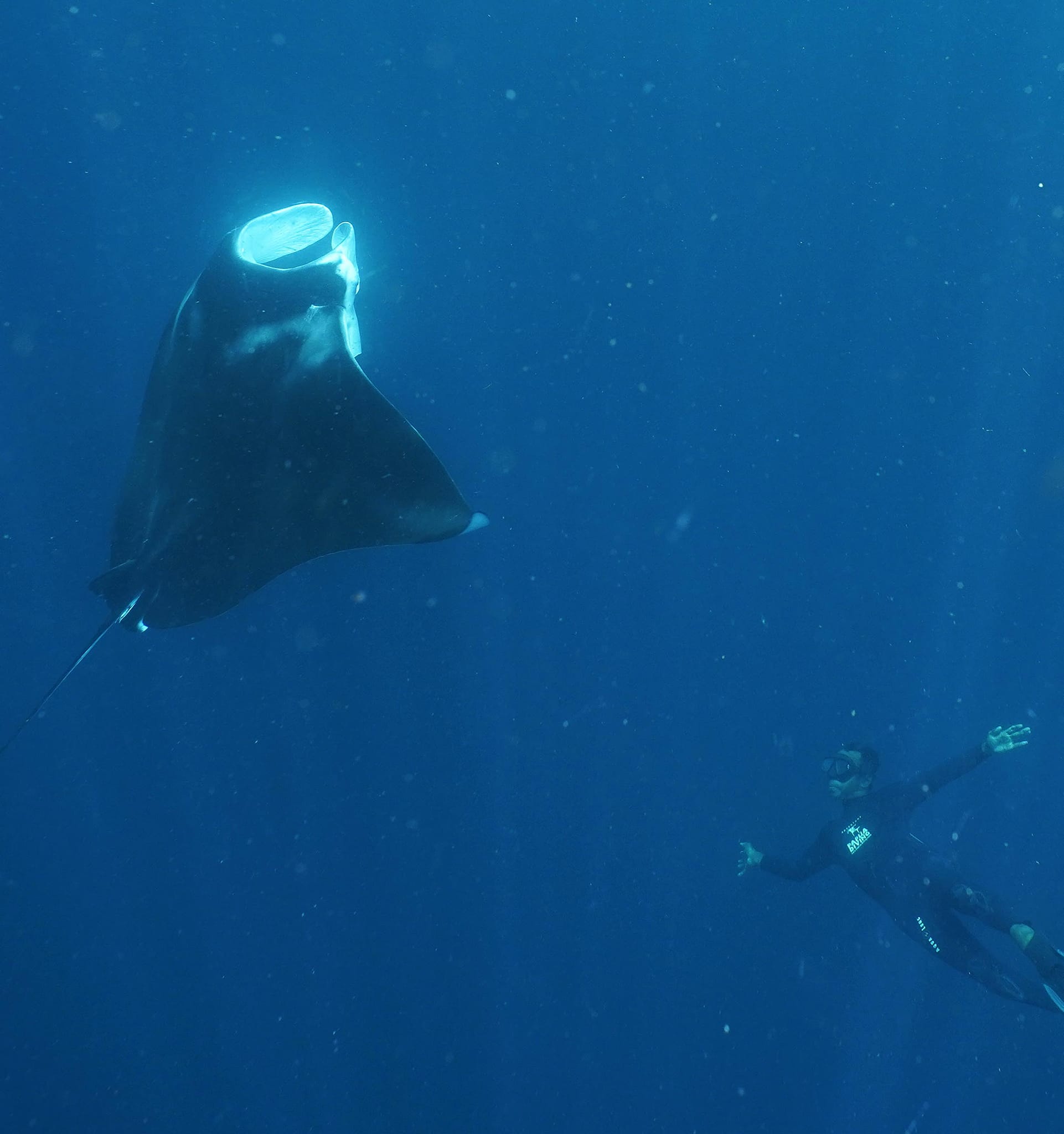 Lius and Manta captured at sea