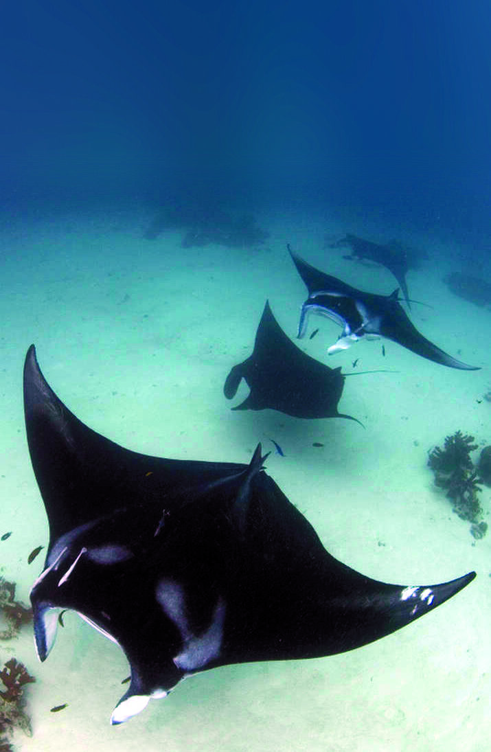 mantas on manta sandy raja ampat
