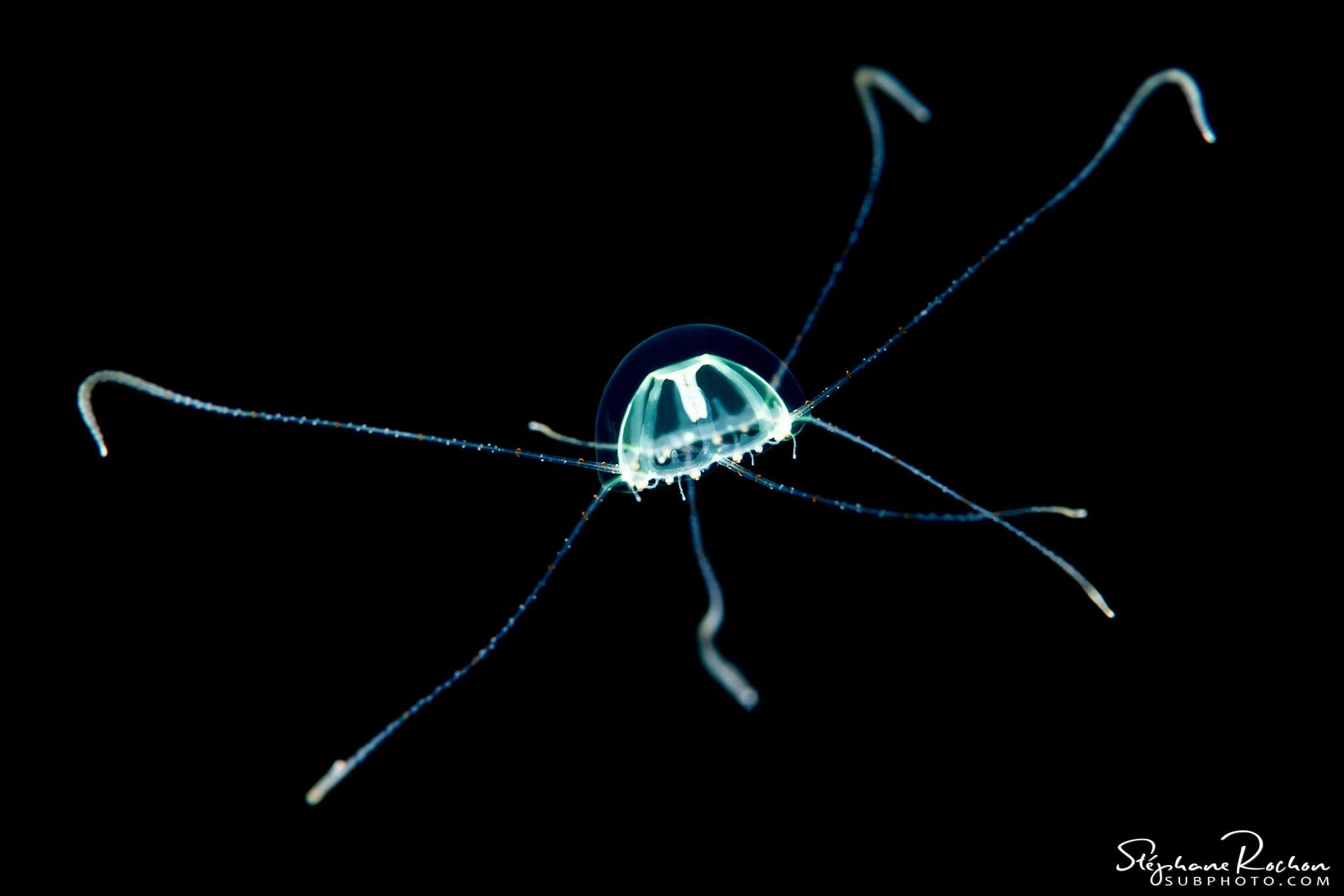 blackwater diving in raja ampat photo by stephane rochon