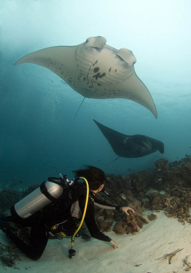 manta with diver
