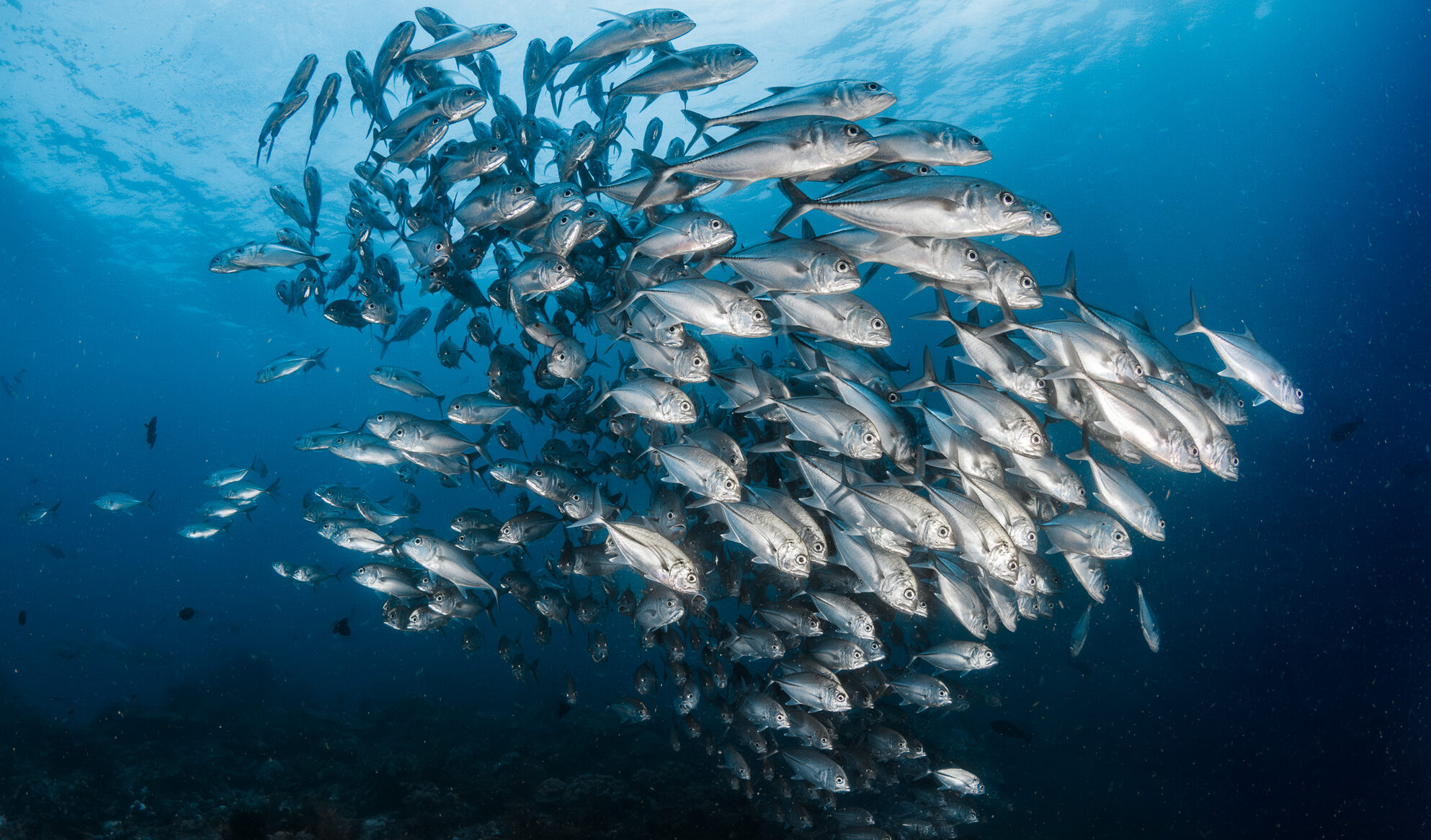 school of fish in blue water