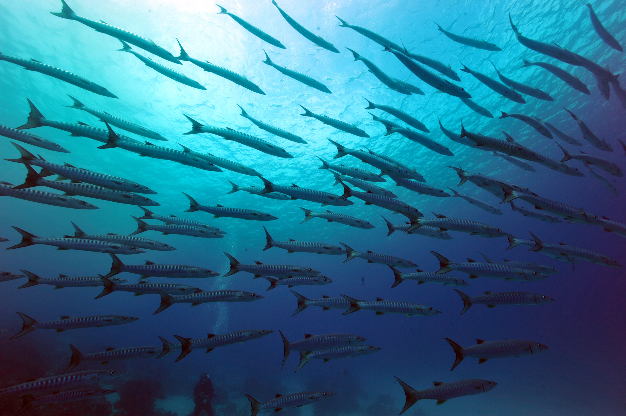 school of barracuda