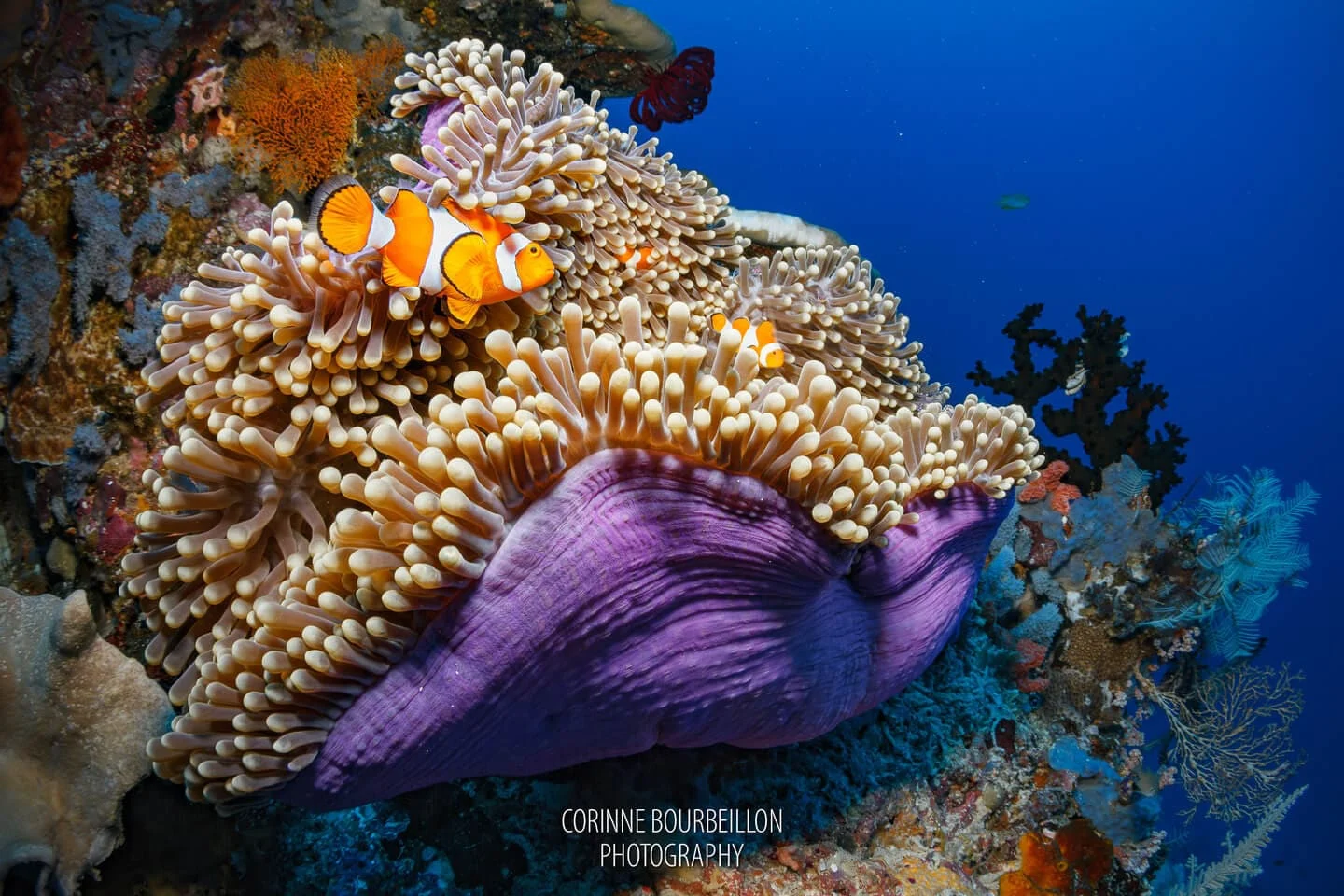 Anemone with clownfish