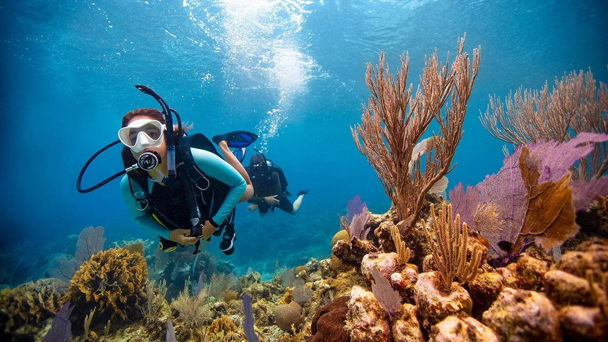 diver with clear view underwater and beauty coral