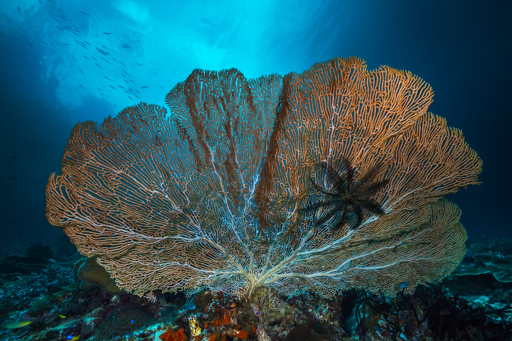 beautiful sea fan Papua Diving