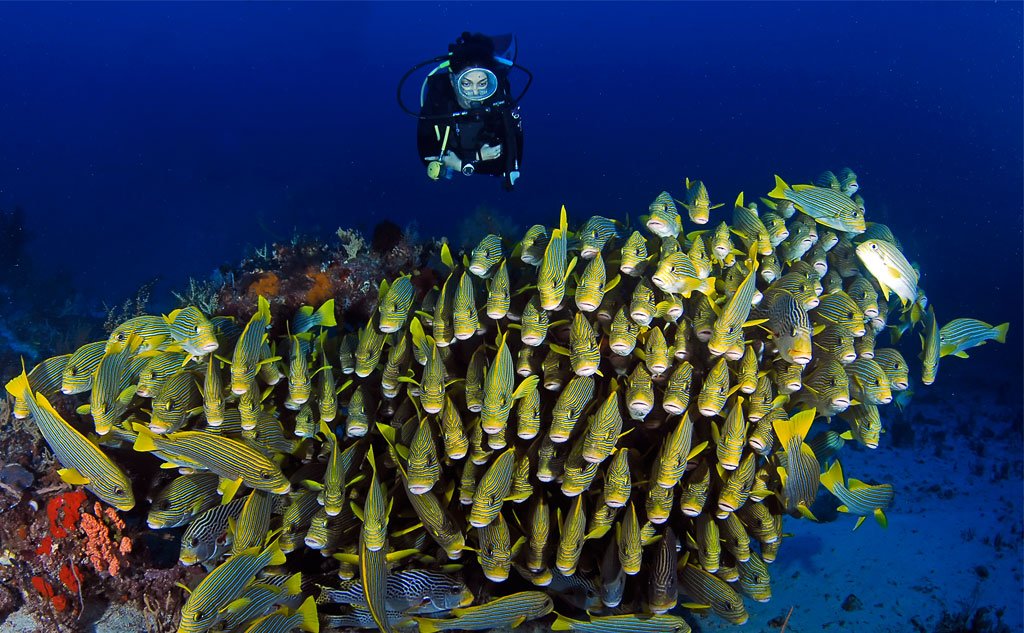 school of fish with diver at Raja Ampat