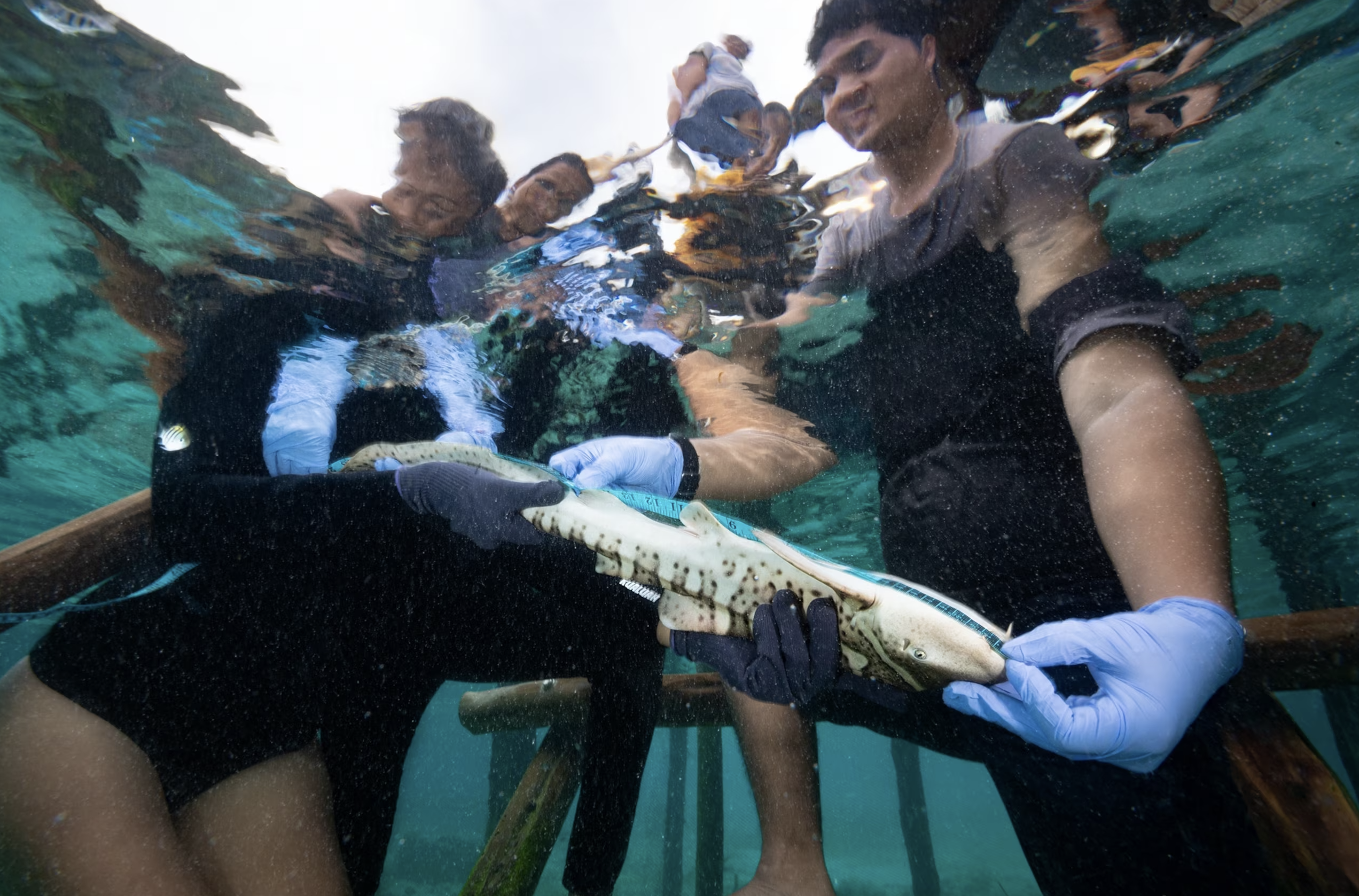 Measuring zebra shark at RARCC hatchery