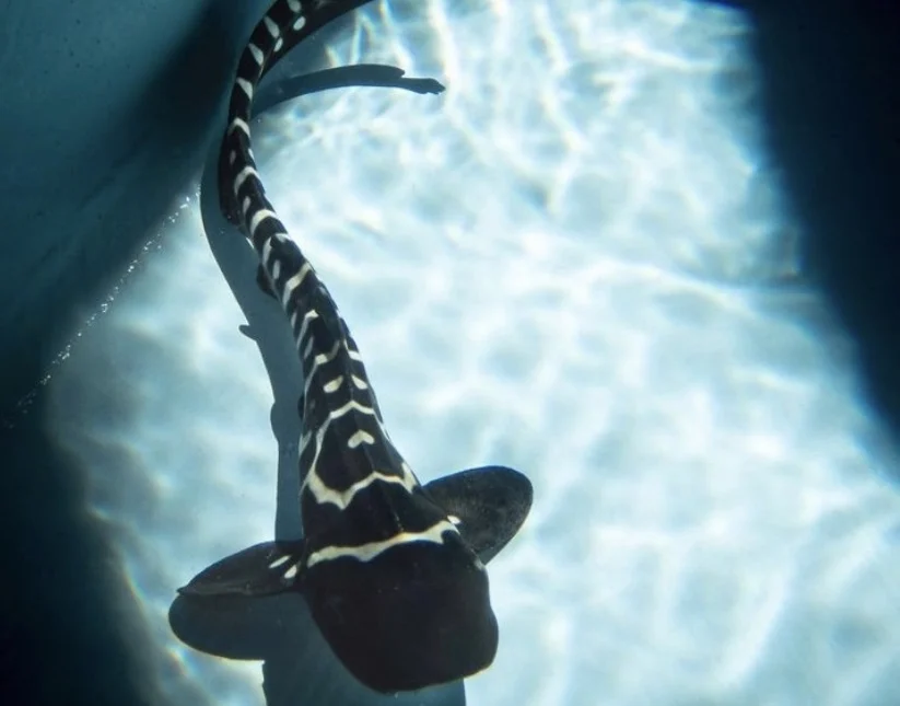 Zebra shark