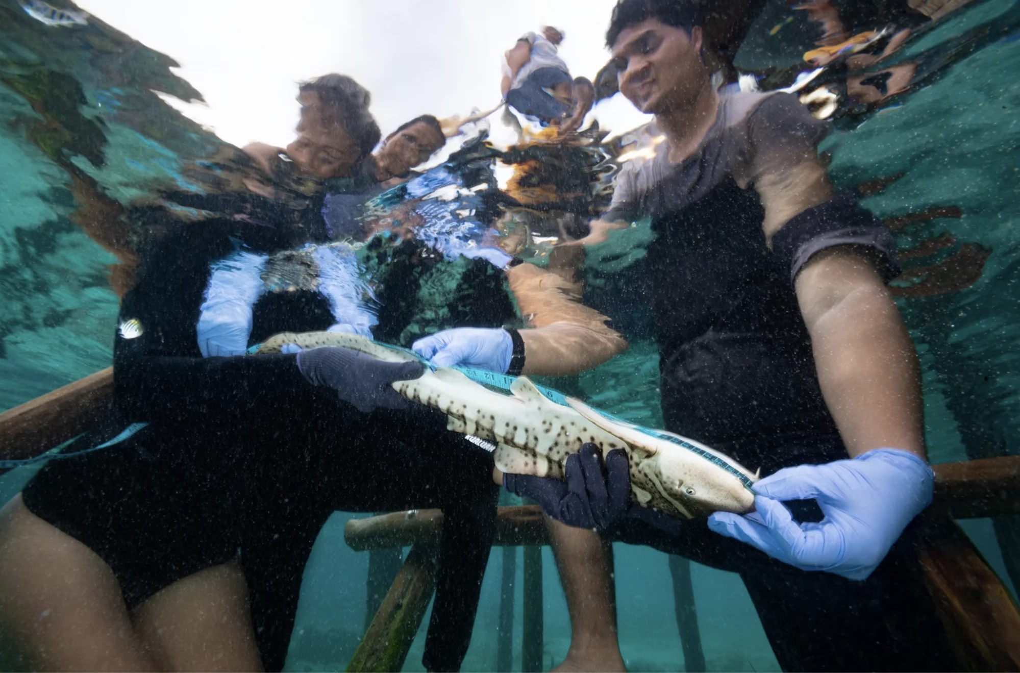Conservation Zebra Shark