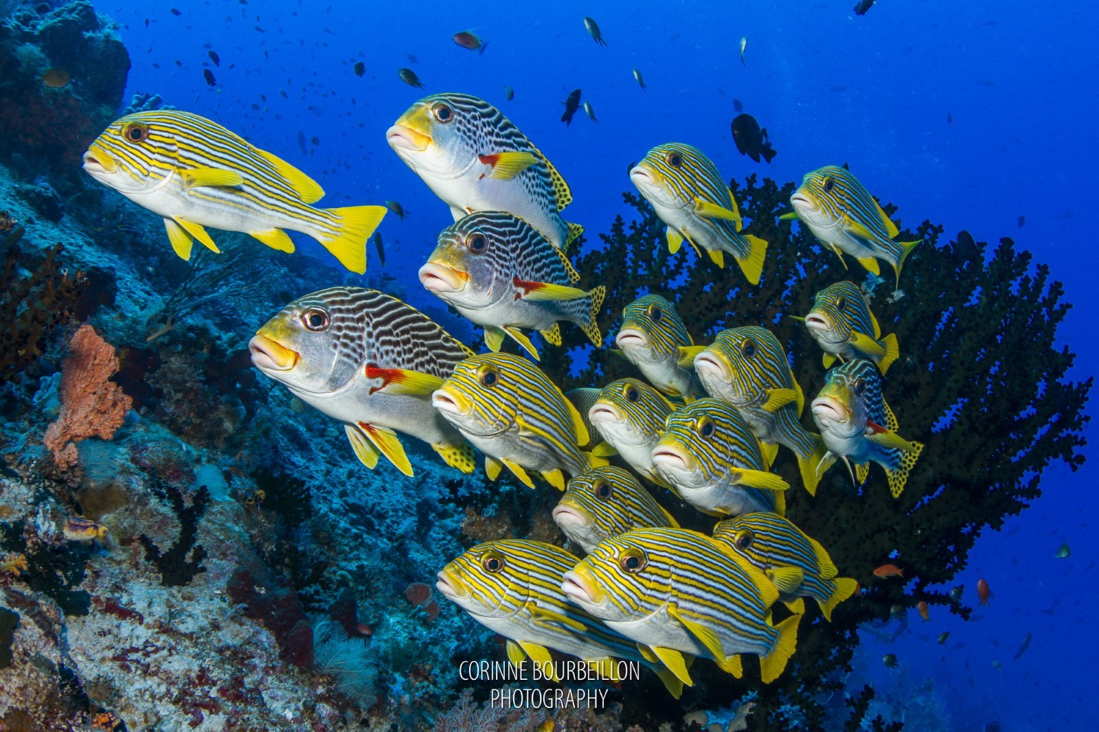 Chicken Reef