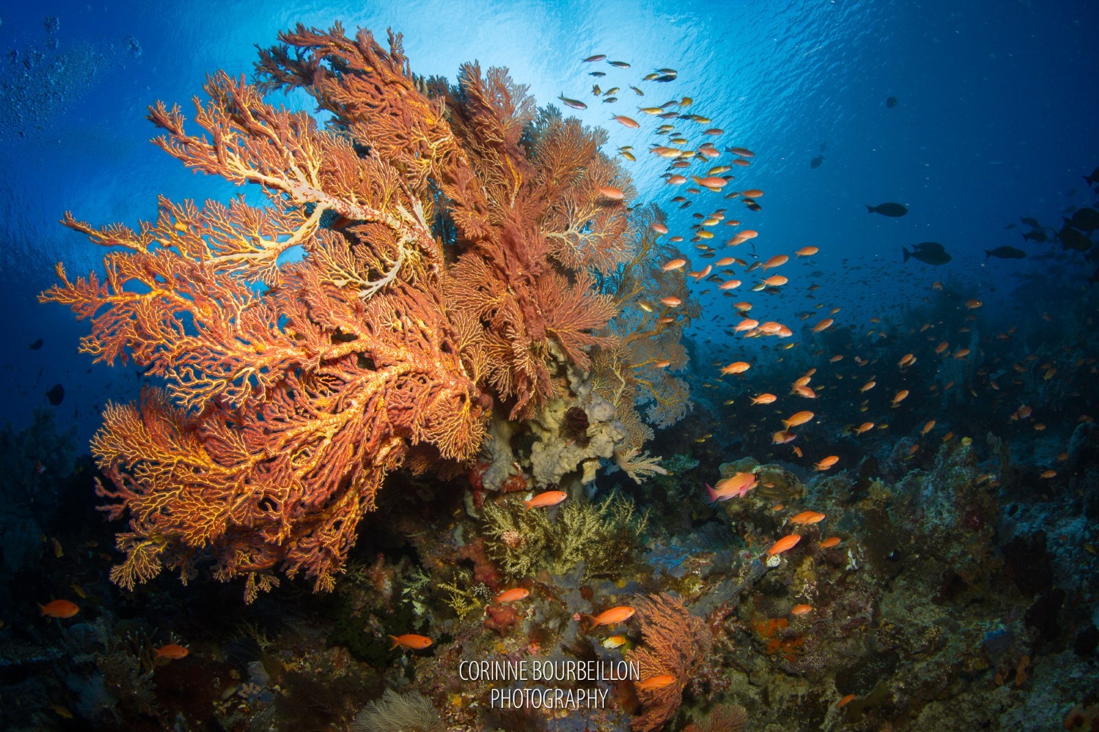 Chicken Reef2